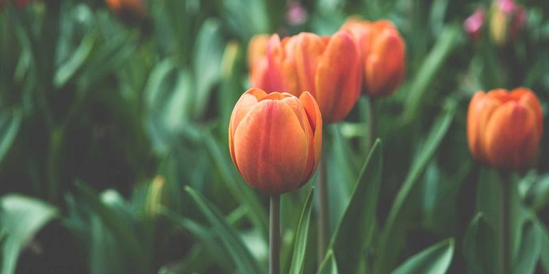 企业管理新视角：如何运用行业信息构建专利布局与竞争壁垒